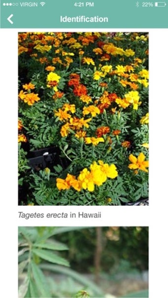 Image 2 for Garden Flower Identificat…
