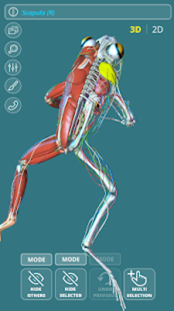 Image 1 for Visual Anatomy 3D - Frog