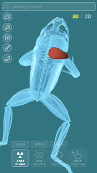 Image 3 for Visual Anatomy 3D - Frog