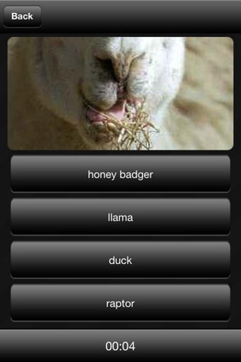 Image 1 for Llama or Duck or Honey Ba…