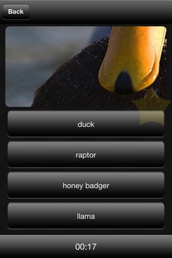 Image 0 for Llama or Duck or Honey Ba…