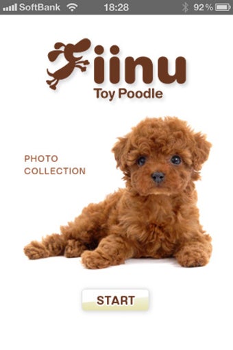 Image 0 for Look!ToyPoodle