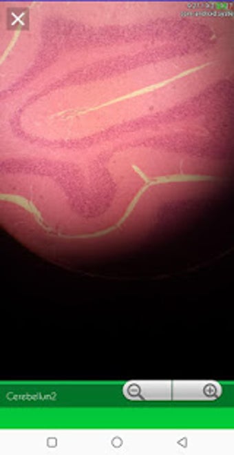 Image 0 for Histology Atlas 2019