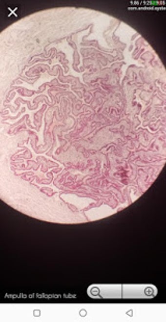 Image 3 for Histology Atlas 2019
