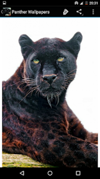 Image 0 for Panther Wallpapers
