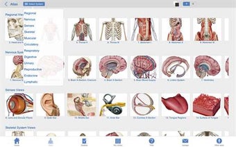 Image 2 for Human Anatomy Atlas - 3D …