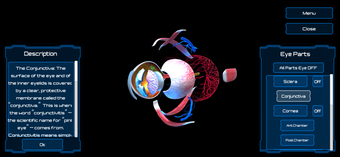 Image 0 for Anatomy Human Eye