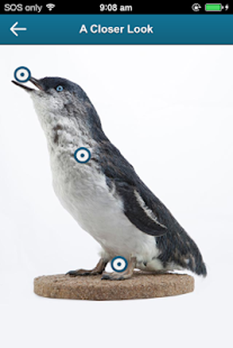 Imagen 1 para Penguin Parade Phillip Is…