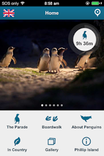 Imagen 2 para Penguin Parade Phillip Is…