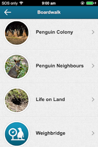 Imagen 0 para Penguin Parade Phillip Is…
