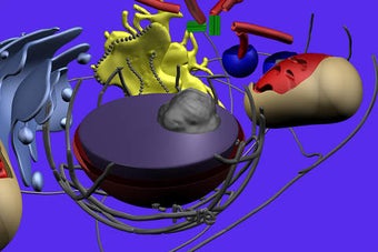 Image 0 for Cell Structure in 3D (Ani…