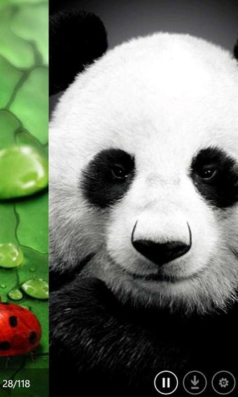 Image 0 for Animal Wallpaper for Wind…