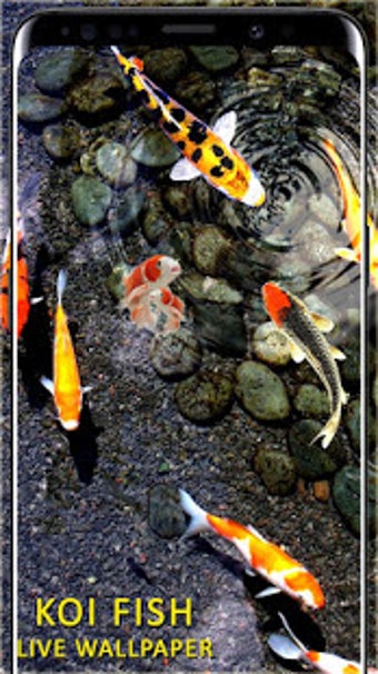 Imagen 0 para 3D Koi Fish Wallpaper HD …