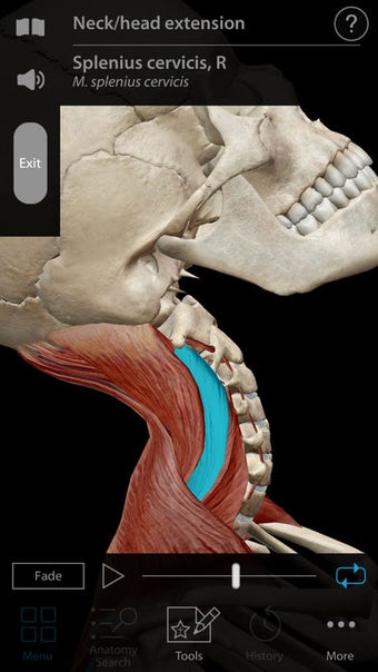 Image 0 for Muscle Premium - Human An…