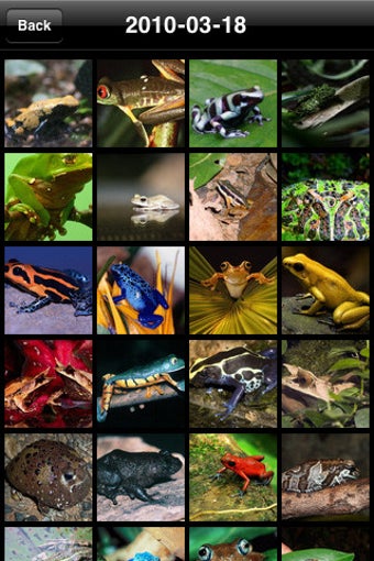 Image 0 for Poison Frog Gallery (Free…