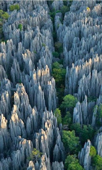 Image 0 for Wallpaper StoneForest Of …