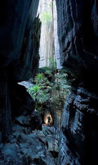 Image 2 for Wallpaper StoneForest Of …