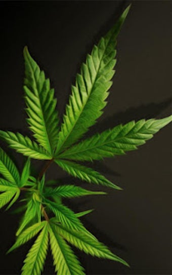 Weed Live Wallpaper UI shots 2