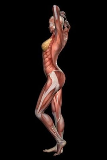 Image 0 for 360 Anatomy for Artists