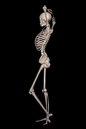 Image 3 for 360 Anatomy for Artists