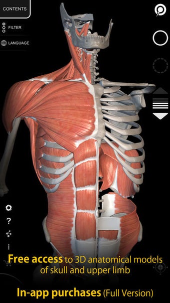 Image 1 for Muscle | Skeleton - 3D At…