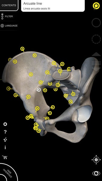 Image 2 for Muscle | Skeleton - 3D At…