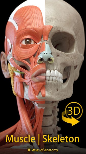 Image 2 for Muscle | Skeleton - 3D At…