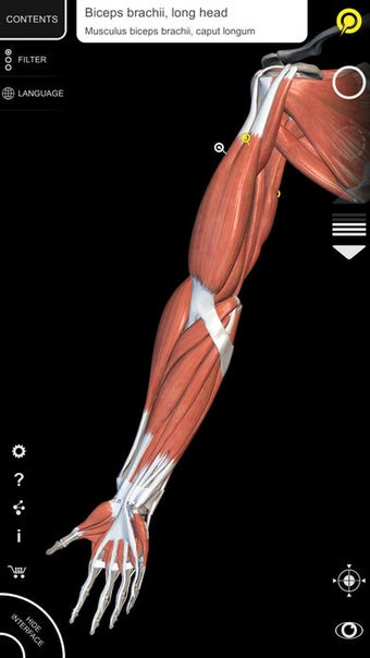Image 3 for Muscle | Skeleton - 3D At…