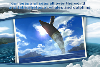 Image 1 for REAL WHALES Find the ceta…