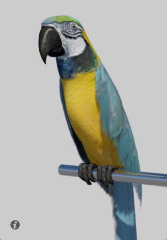 Image 0 for Talking Parrot