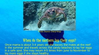 Image 2 for Turtle Trails  Save Me!