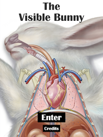 Image 2 for The Visible Bunny