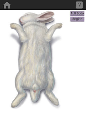 Image 1 for The Visible Bunny
