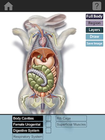 Image 0 for The Visible Bunny