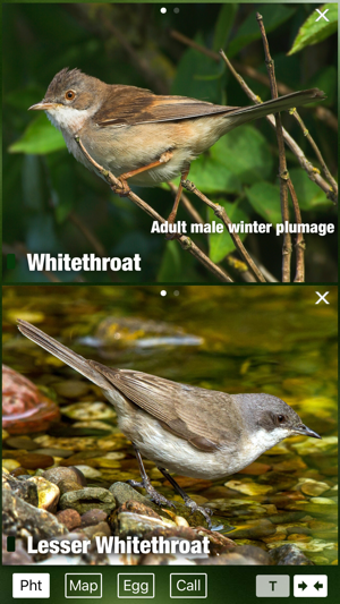 Image 2 for Birds of Switzerland - a …