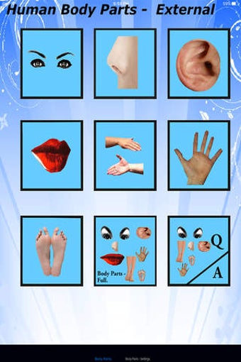 Image 0 for Body Parts - Basic