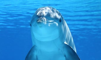 Imagen 3 para Dolphins Live Wallpaper