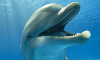 Imagen 1 para Dolphins Live Wallpaper