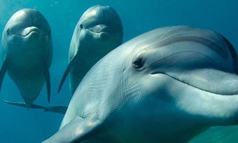 Image 0 for Dolphins Live Wallpaper