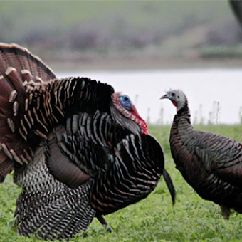 Image 3 for Turkey Calls - Turkey Sou…