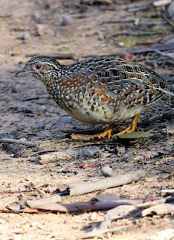 Image 3 for Barred buttonquail Calls