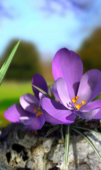 Imagen 0 para Nature Live Spring Flower…