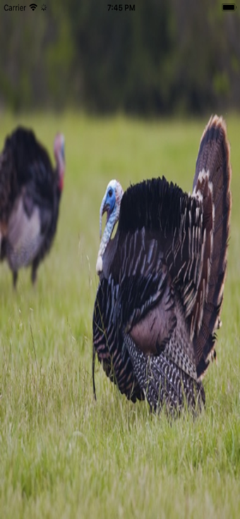 Imagen 0 para Turkey Hunting Calls -