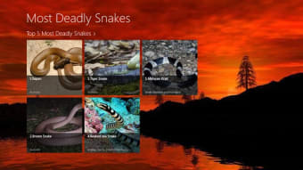 Image 1 for Most Deadly Snakes