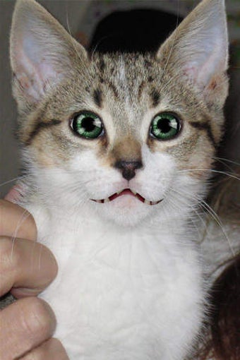 Image 0 for Talking Cat