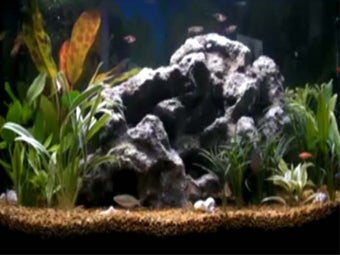 Imagen 0 para Fish Aquarium Screensaver