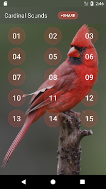 Image 1 for Cardinal bird sounds