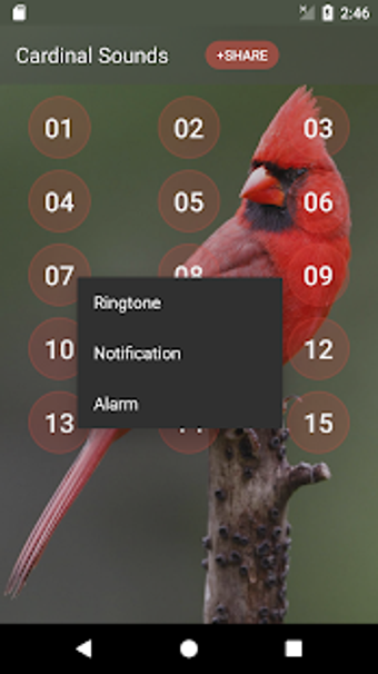 Image 2 for Cardinal bird sounds