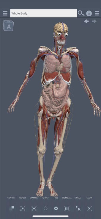 Image 2 for Whole body: 3D real-time