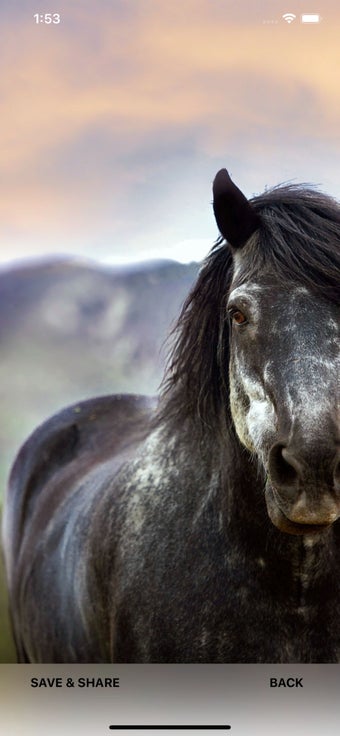 Image 1 for Horse Wallpapers & Backgr…